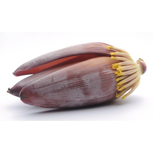 BANANA FLOWER - MOCHA