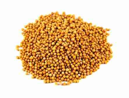 YELLOW MUSTARD SEED - SARSO - SORSE - BEST QUALITY