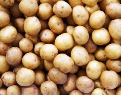 CHANDRAMUKHI ALU POTATO