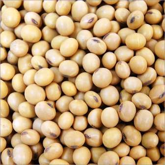 SOYBEAN SOYABEAN SEEDS