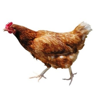 COUNTRY CHICKEN - DESI CHICKEN (WEIGHT BEFORE CUTTING) - APPROX.