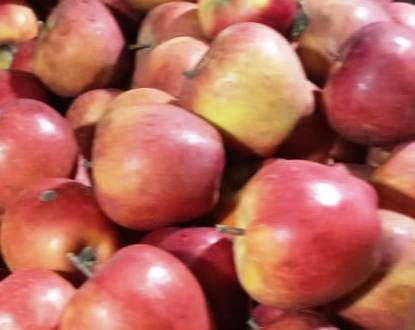 IMPORTED APPLE