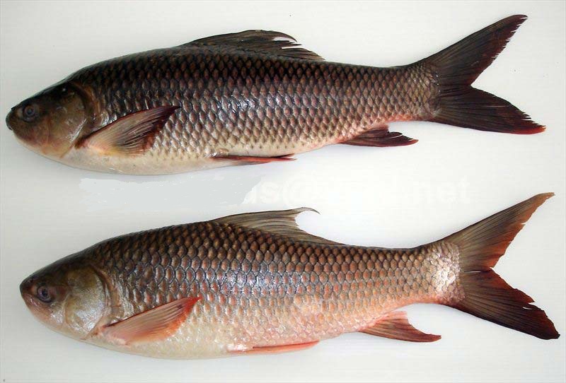 ICED RUI ROHU FISH MACHH (CUTTING - WITHOUT HEAD & VISCERA)