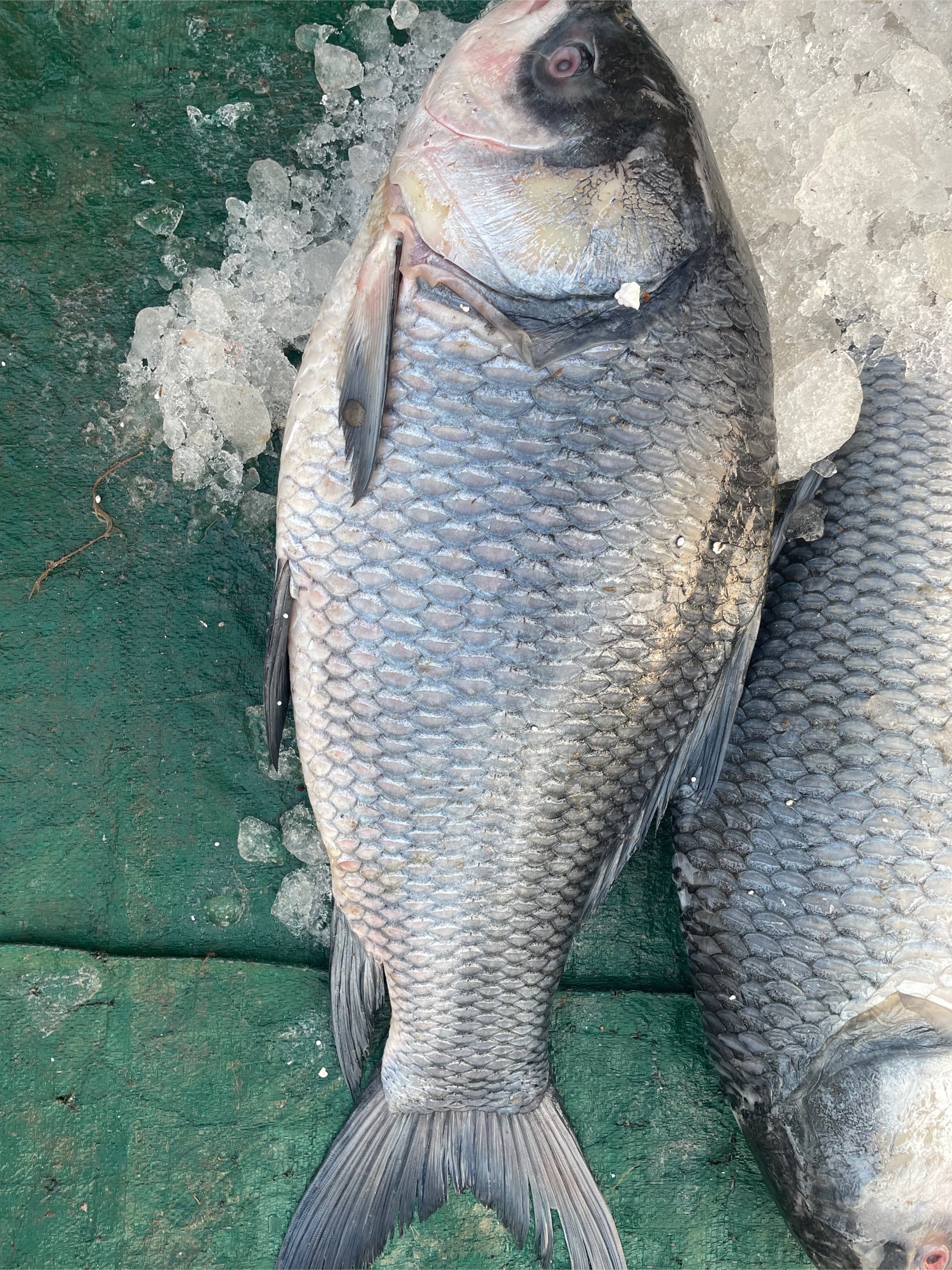 ICED KATLA CATLA FISH MACHH (CUTTING - WITHOUT HEAD & VISCERA)